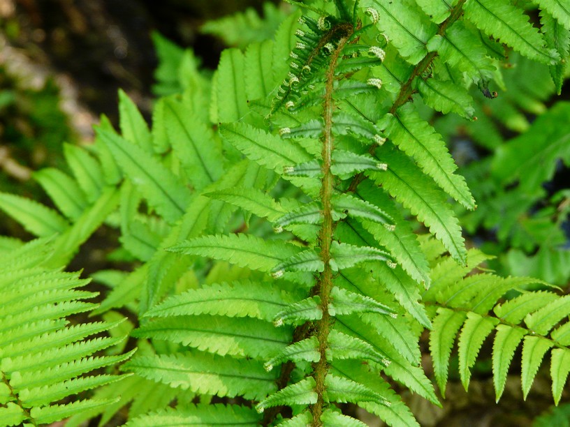 Dryopteris cycadina