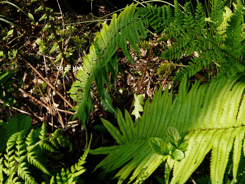 Dryopteris cycadina