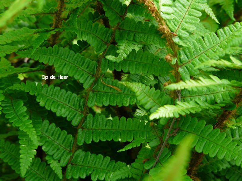 Dryopteris affinis 'Pinderi'