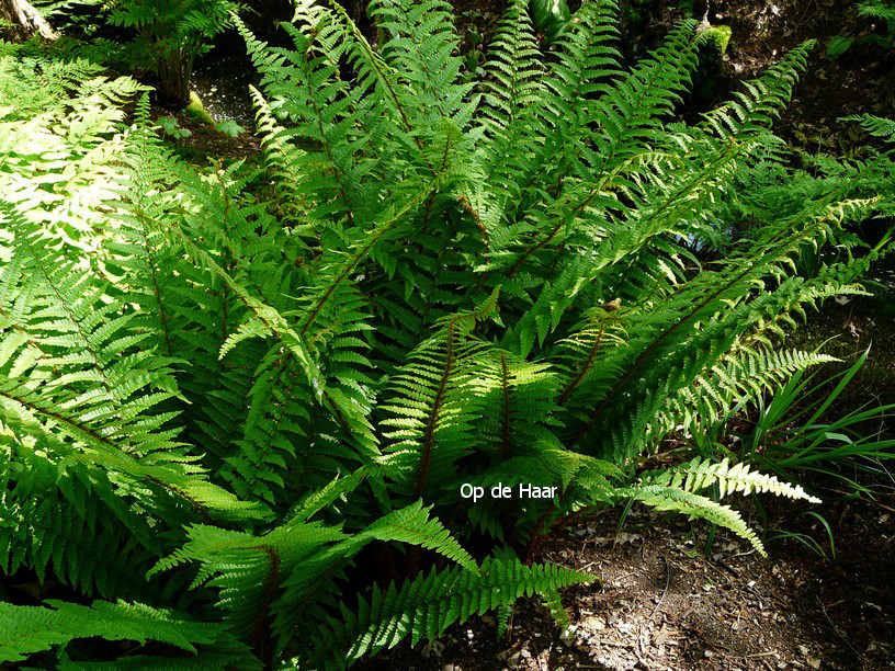 Dryopteris affinis 'Pinderi'