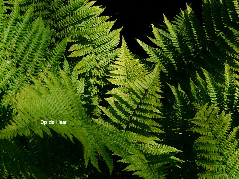 Dryopteris affinis 'Crispa'