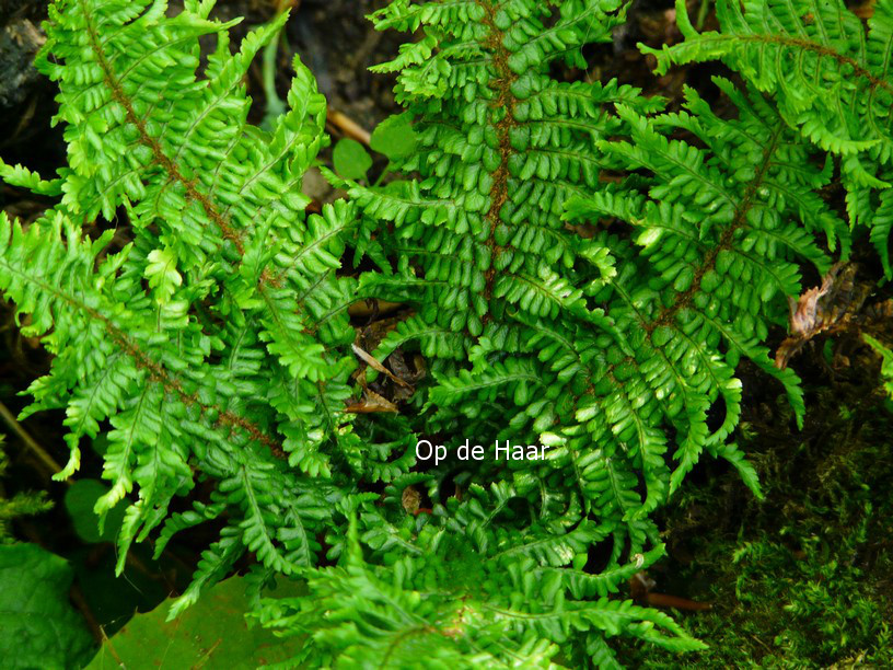 Dryopteris affinis 'Congesta Cristata'