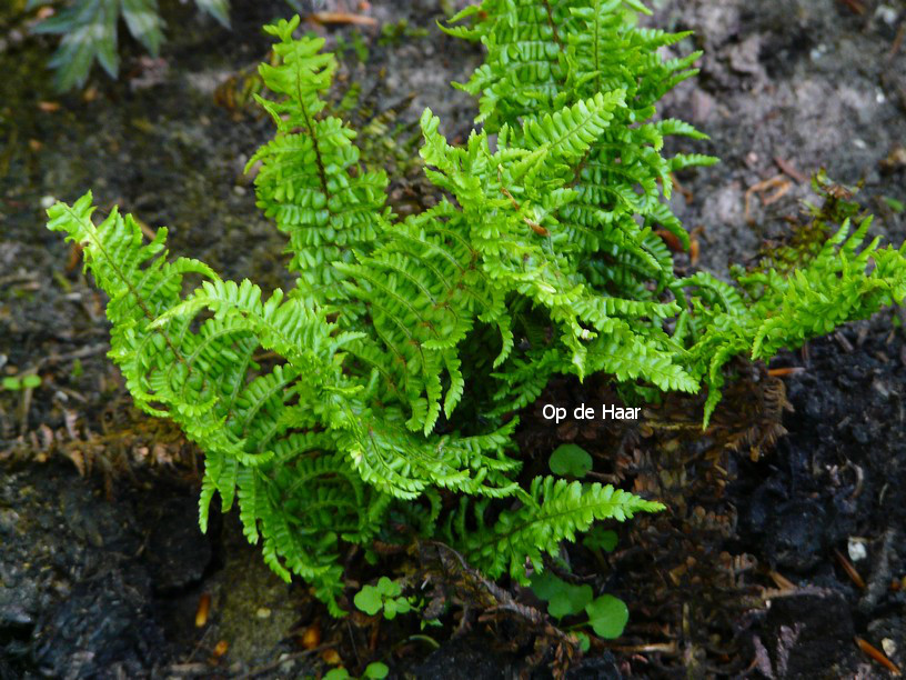 Dryopteris affinis 'Congesta Cristata'