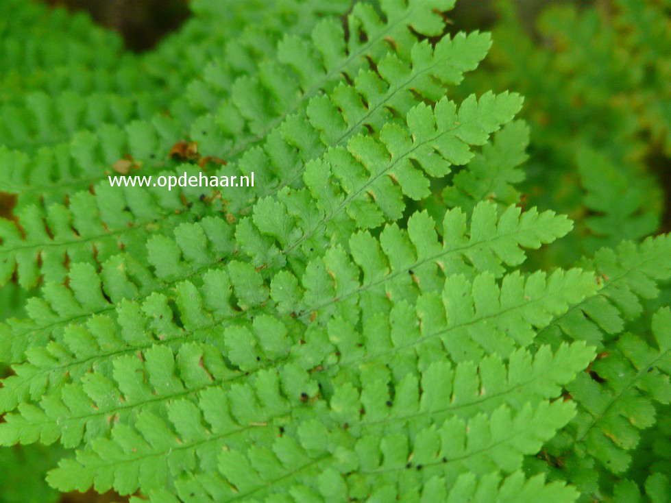 Dryopteris filix-mas 'Barnesii'