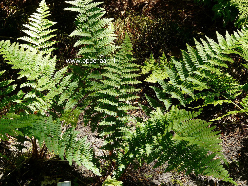 Dryopteris filix-mas 'Barnesii'