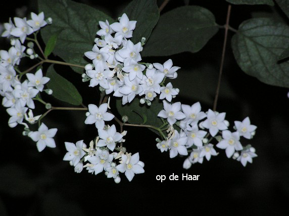 Deutzia setchuenensis corymbiflora