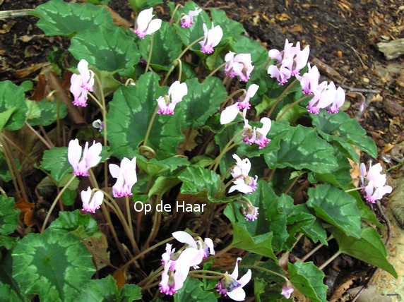 Cyclamen hederifolium