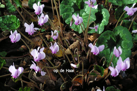 Cyclamen hederifolium