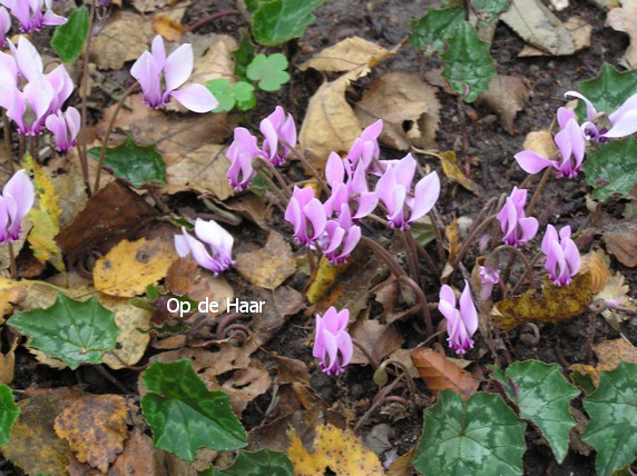 Cyclamen hederifolium