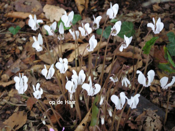 Cyclamen hederifolium