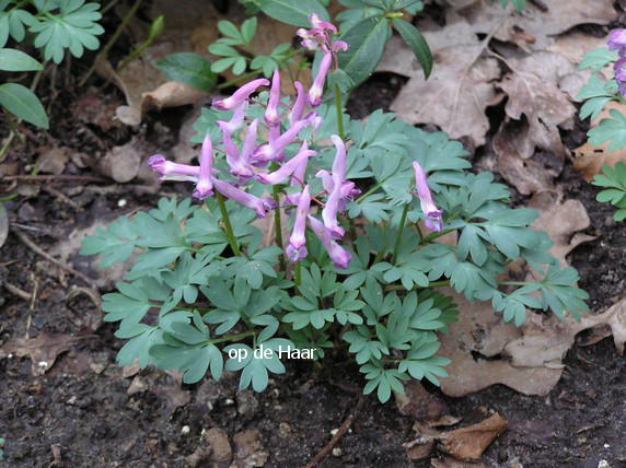 Corydalis solida