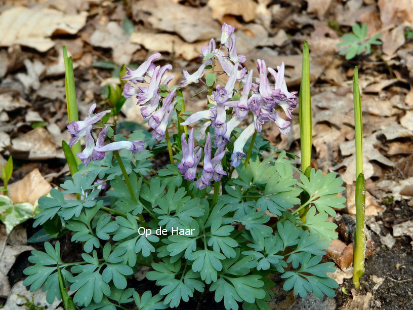 Corydalis solida