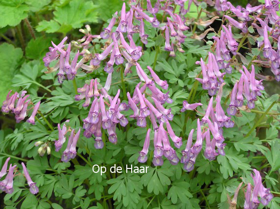 Corydalis solida ssp. incisa