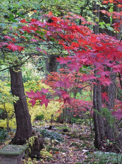 Acer palmatum 'Ohsakazuki'