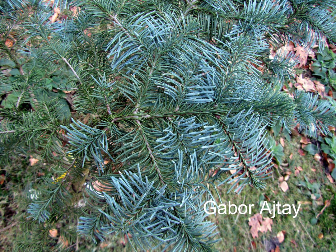 Abies concolor 'Glauca'