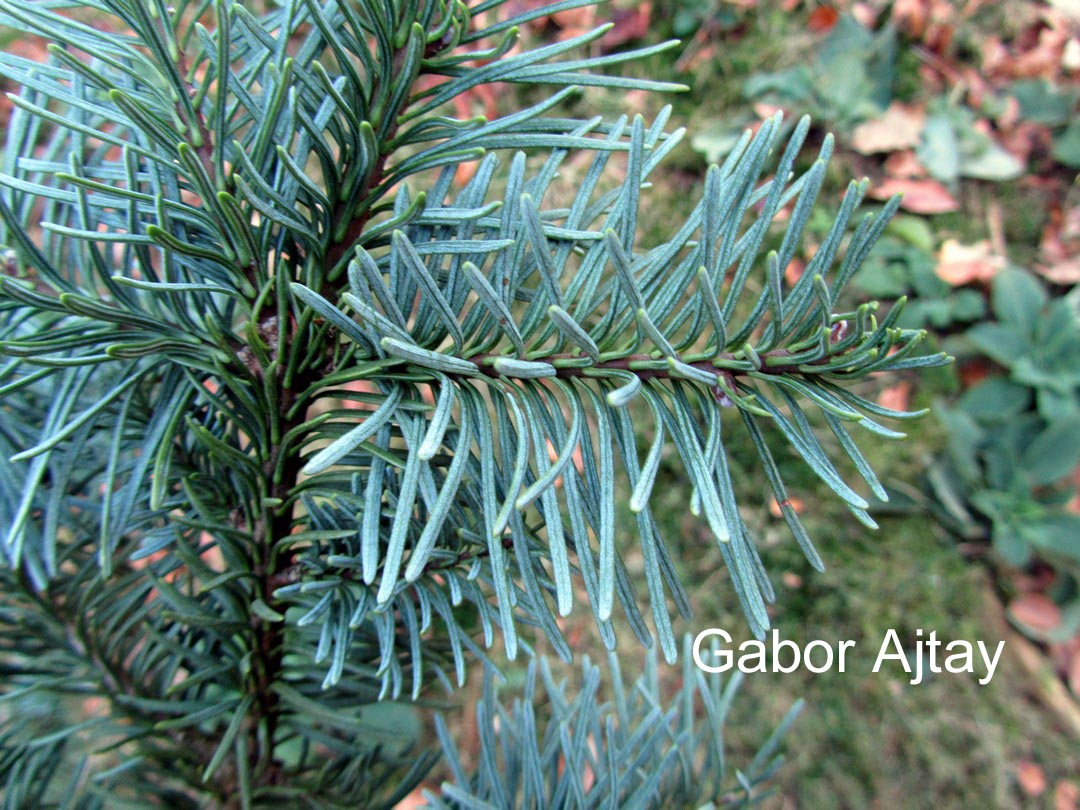 Abies concolor 'Glauca'