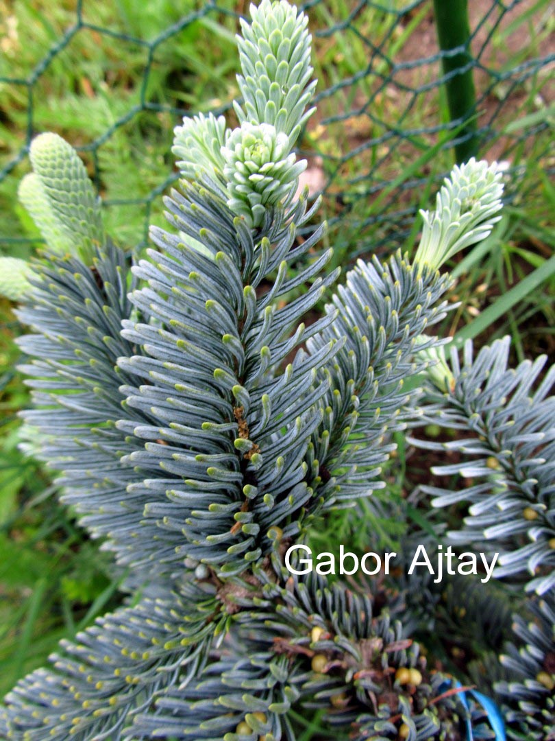 Abies procera 'Glauca Prostrata'