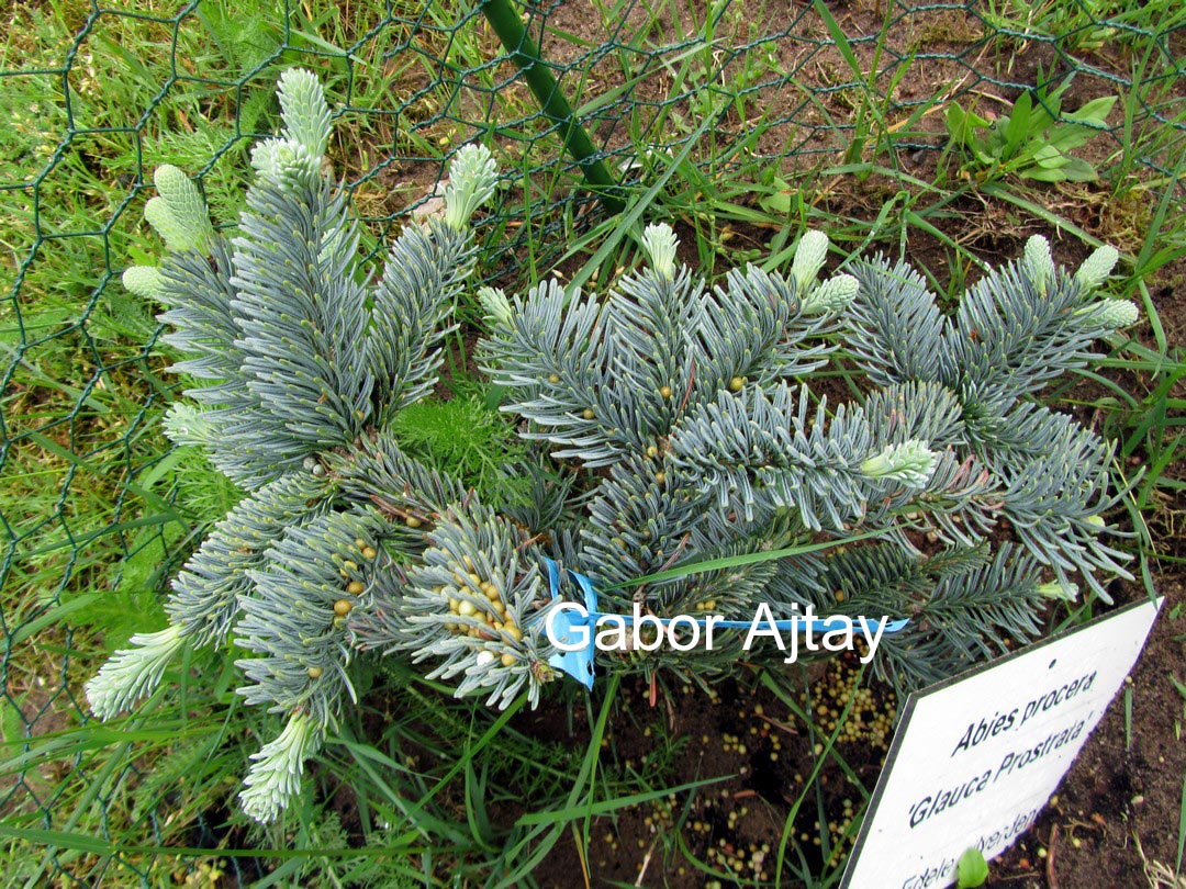 Abies procera 'Glauca Prostrata'