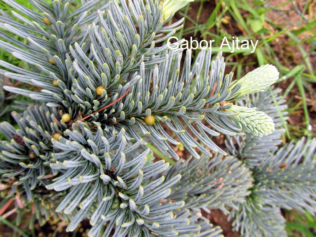 Abies procera 'Glauca Prostrata'