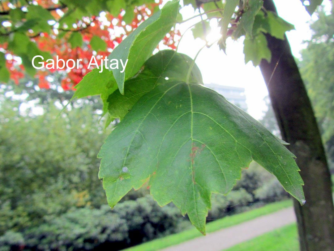 Acer rubrum 'Autumn Spire'