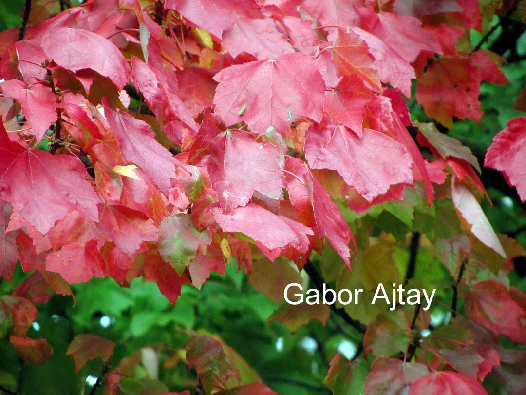 Acer rubrum 'Autumn Spire'