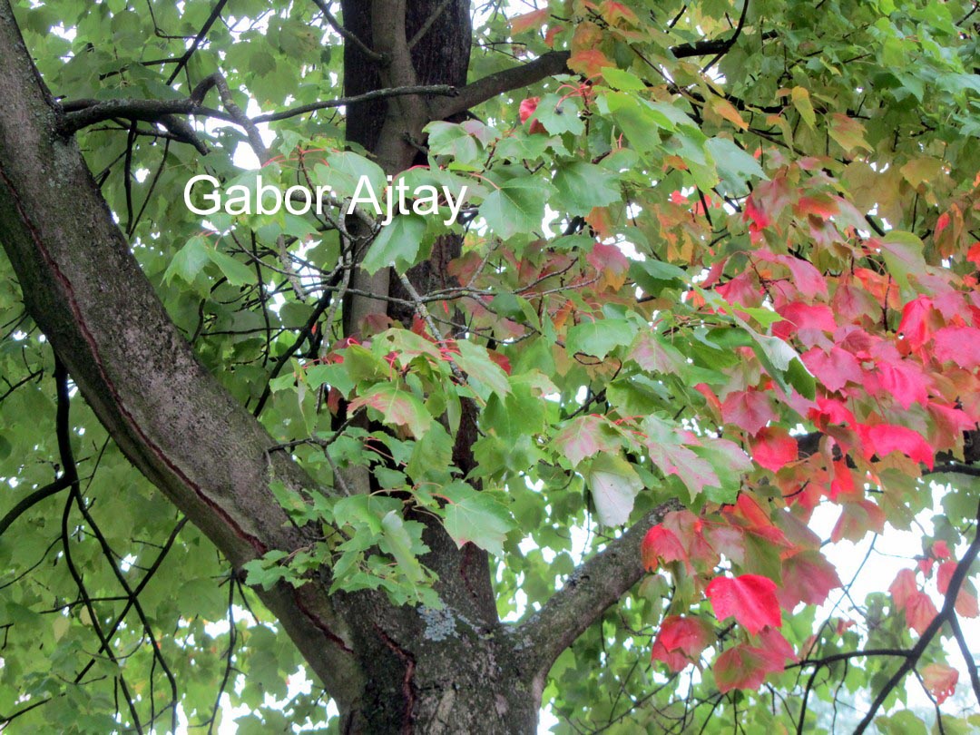 Acer rubrum 'Autumn Spire'