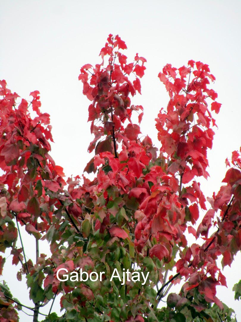 Acer rubrum 'Autumn Spire'