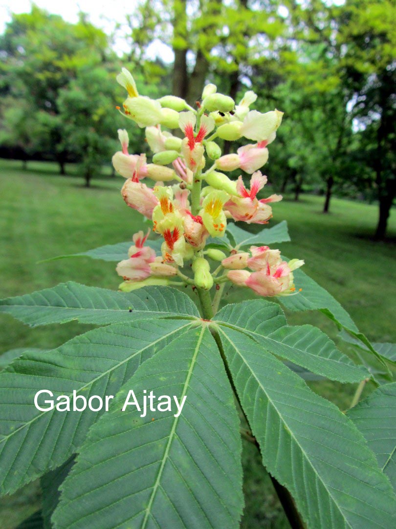 Aesculus arnoldiana