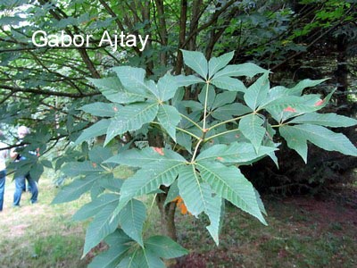 Aesculus arnoldiana