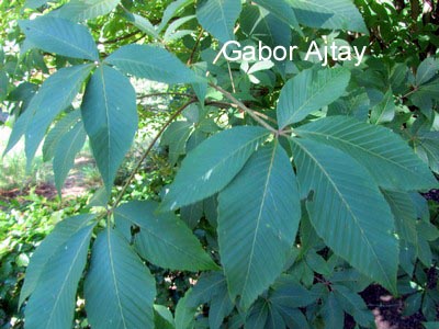 Aesculus arnoldiana