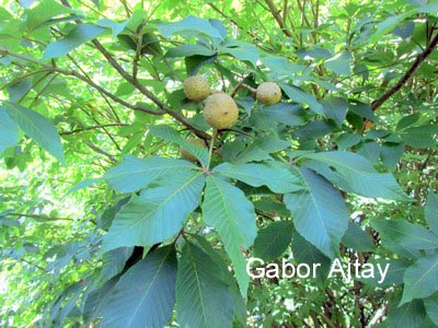 Aesculus arnoldiana