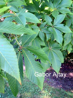 Aesculus arnoldiana