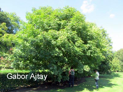 Aesculus arnoldiana