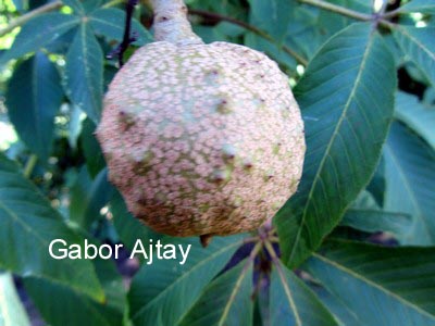 Aesculus arnoldiana