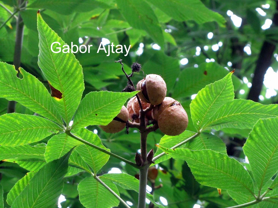 Aesculus arnoldiana
