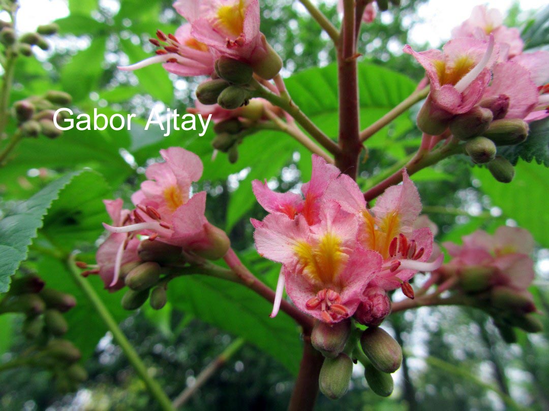 Aesculus carnea 'Theo Janson'