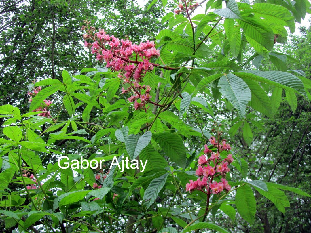 Aesculus carnea 'Theo Janson'