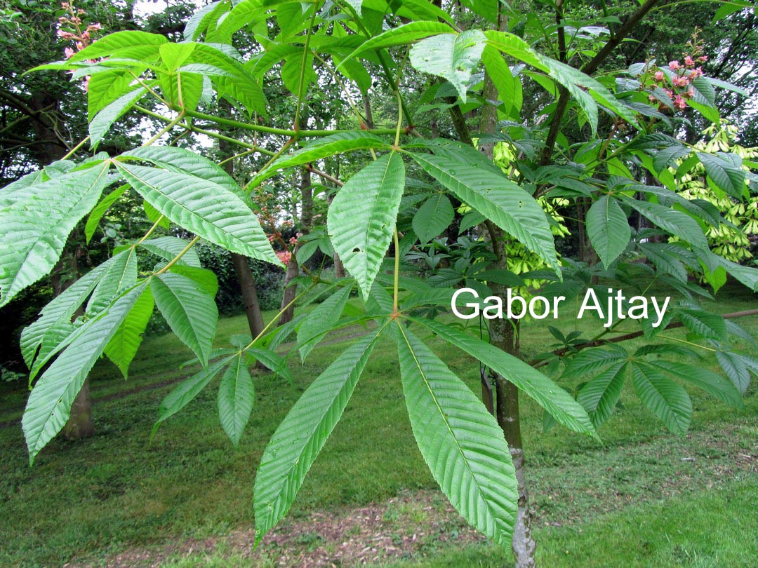 Aesculus carnea 'Theo Janson'