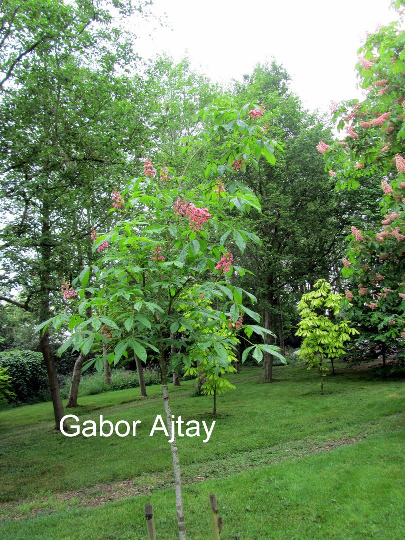 Aesculus carnea 'Theo Janson'