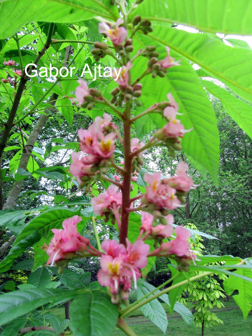 Aesculus carnea 'Theo Janson'