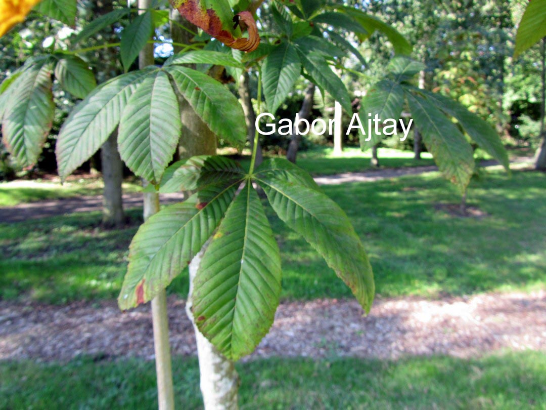 Aesculus carnea 'Theo Janson'