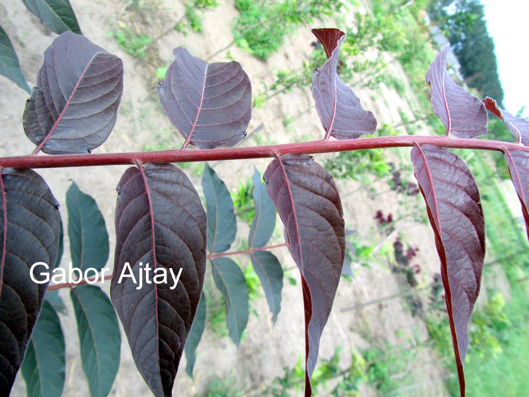 Ailanthus altissima 'Sangiovese'