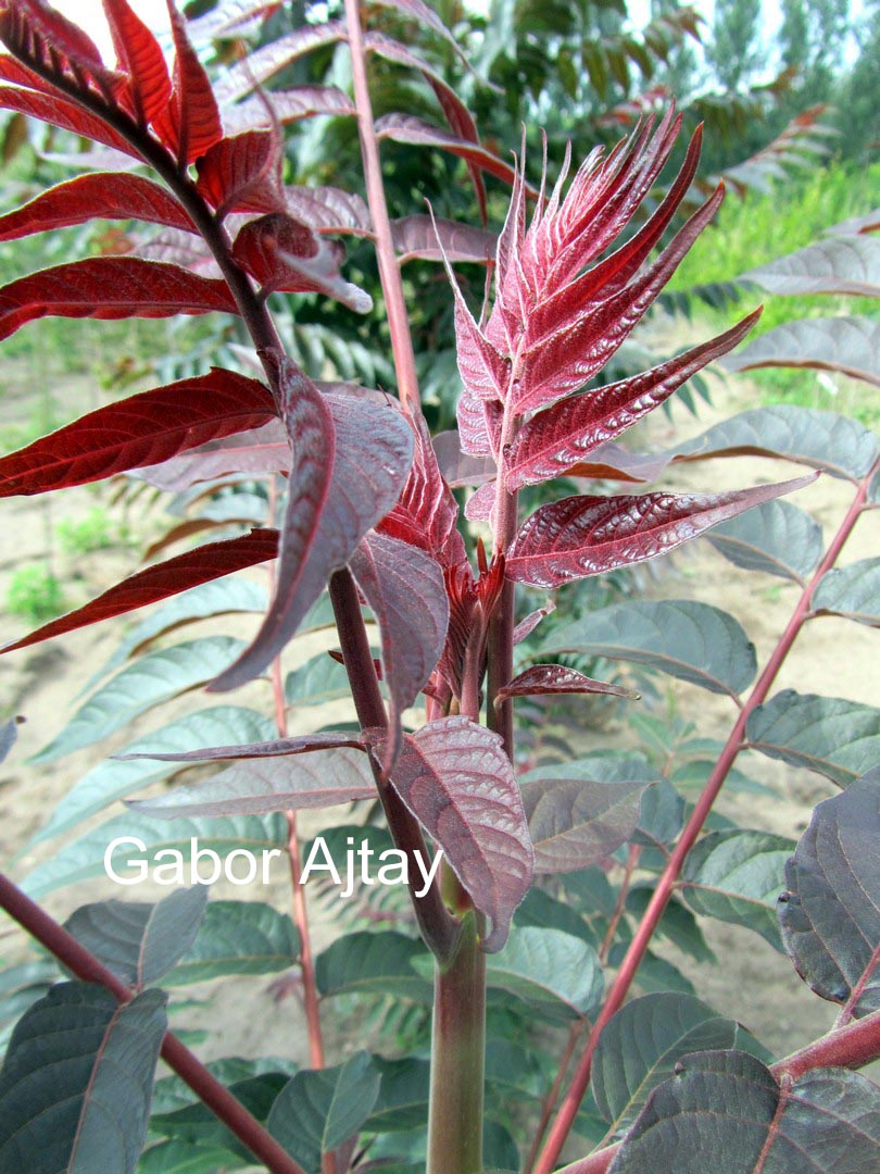 Ailanthus altissima 'Sangiovese'