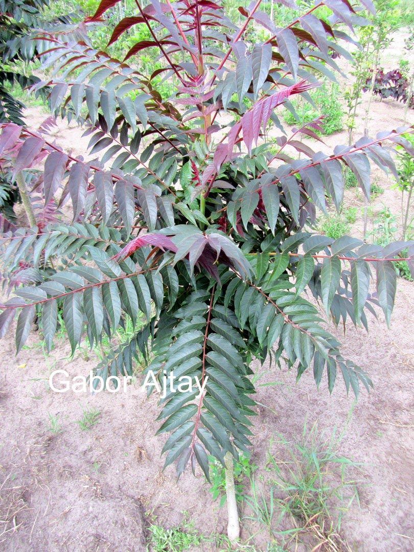 Ailanthus altissima 'Sangiovese'
