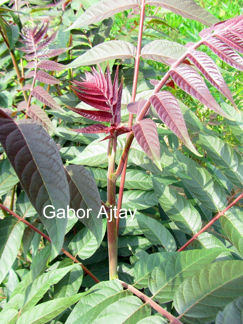 Ailanthus altissima 'Sangiovese'