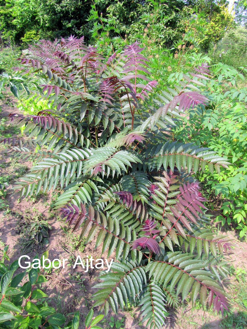 Ailanthus altissima 'Sangiovese'