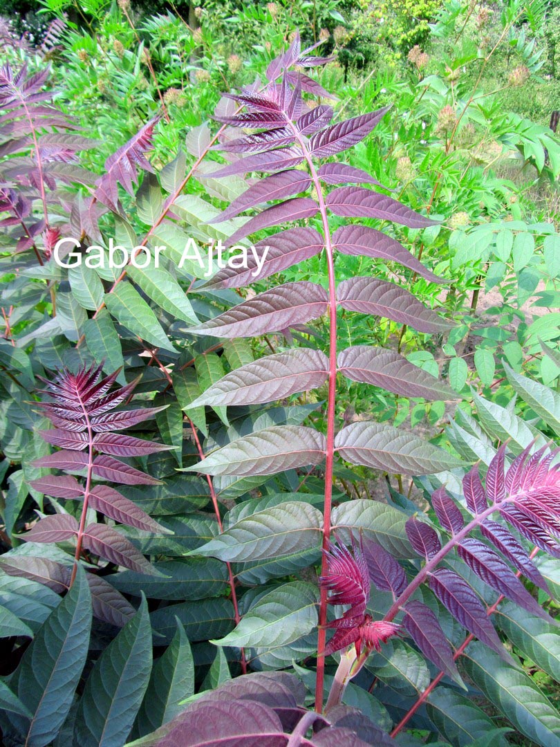 Ailanthus altissima 'Sangiovese'