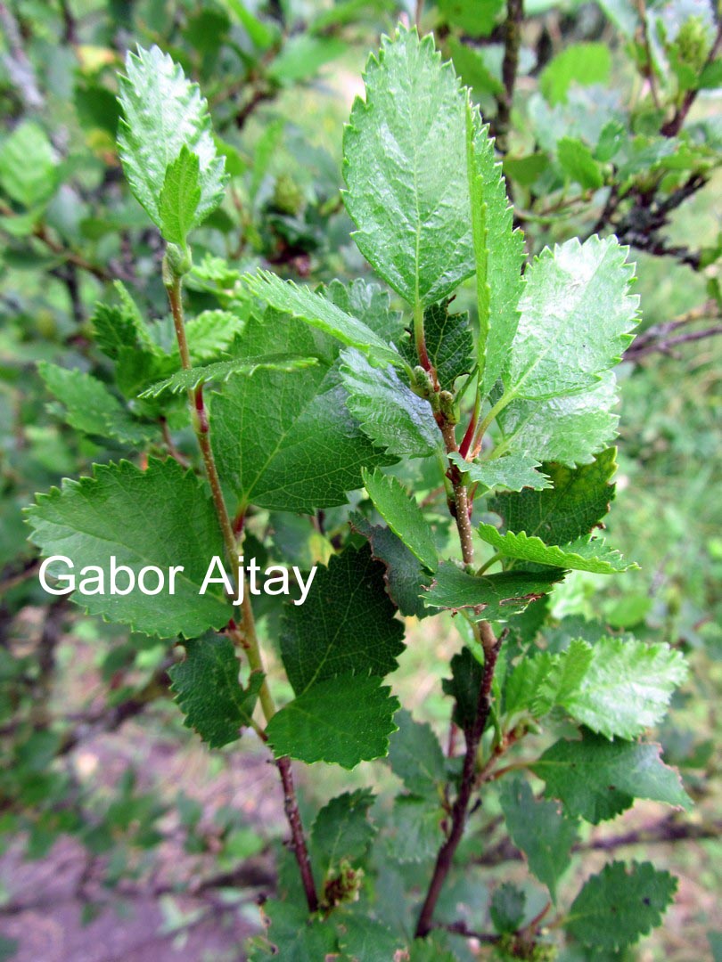 Betula humilis