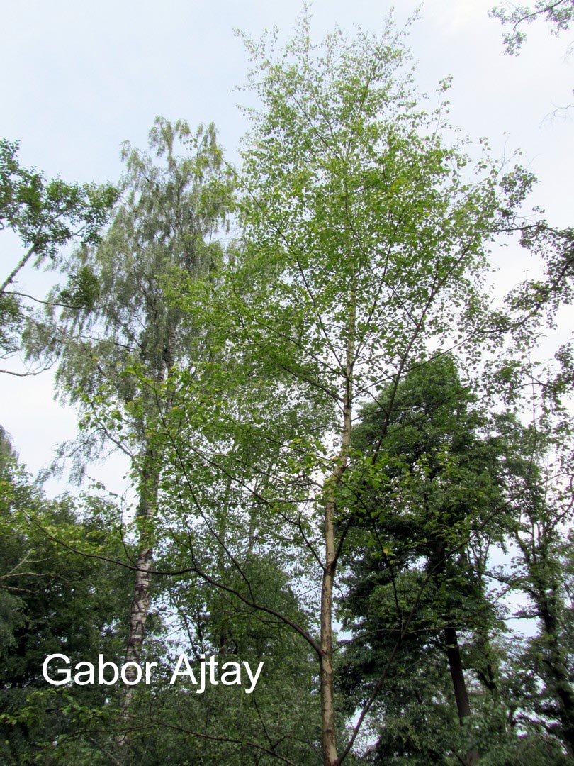 Betula pendula 'Golden Cloud'