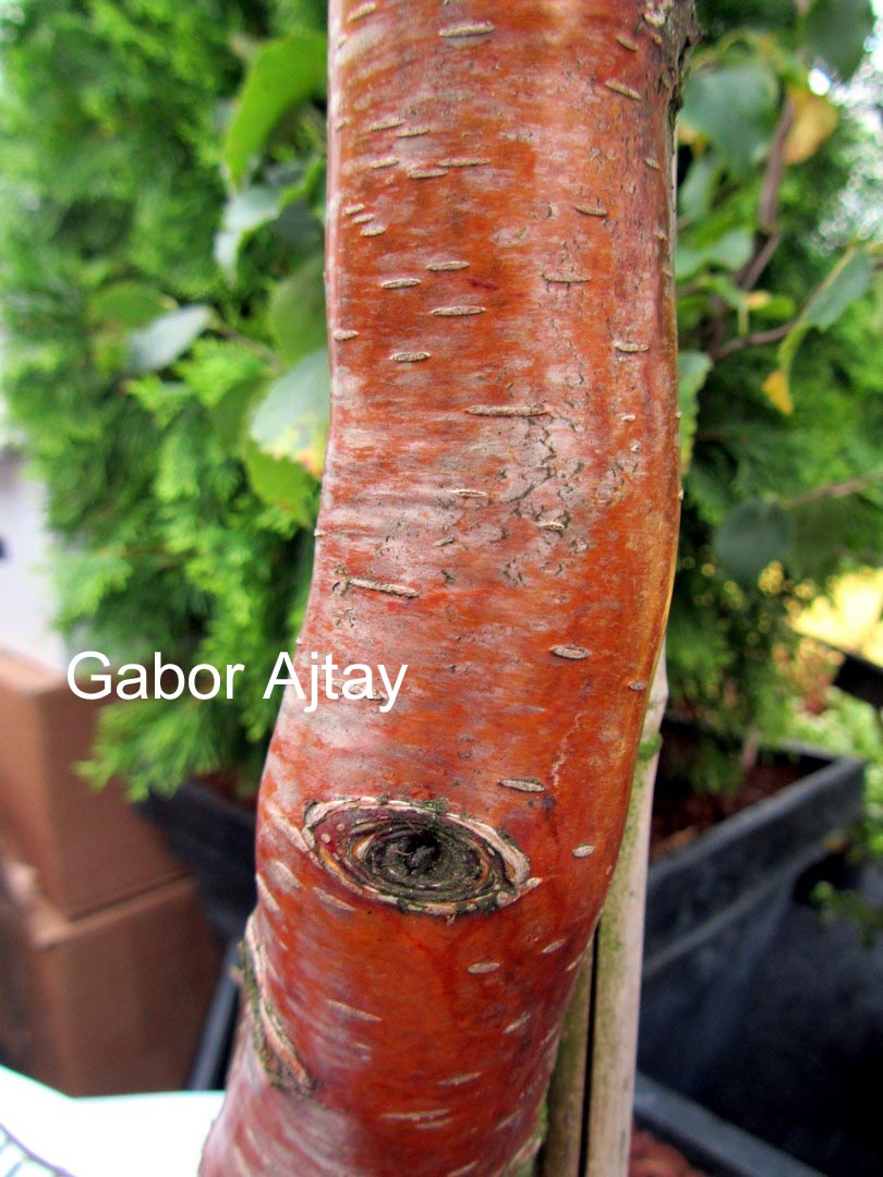 Betula pendula 'Spider Alley'